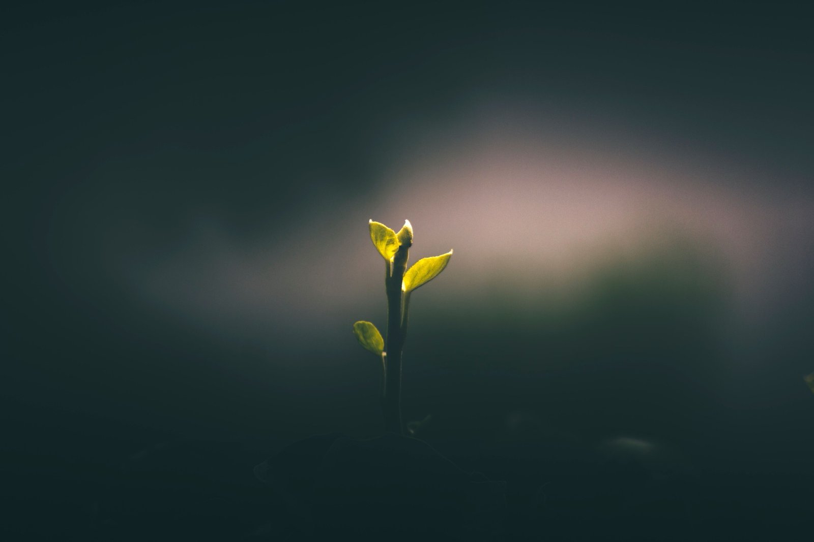 Environmental sustainability and nature elements